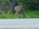 Deer